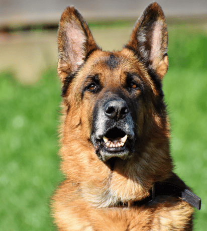 Senior Dog Cancer: Signs, Prevention, and Treatment from a Veterinarian in St. Charles